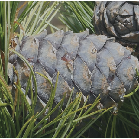 Whiet Pine Arve