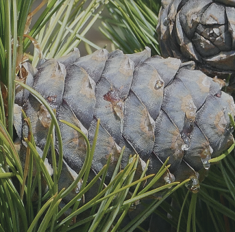 Whiet Pine Arve