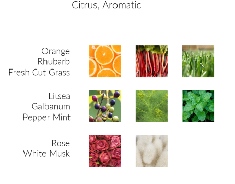 White Tea - Premium Duftöl Aromaöl von INFINITUM